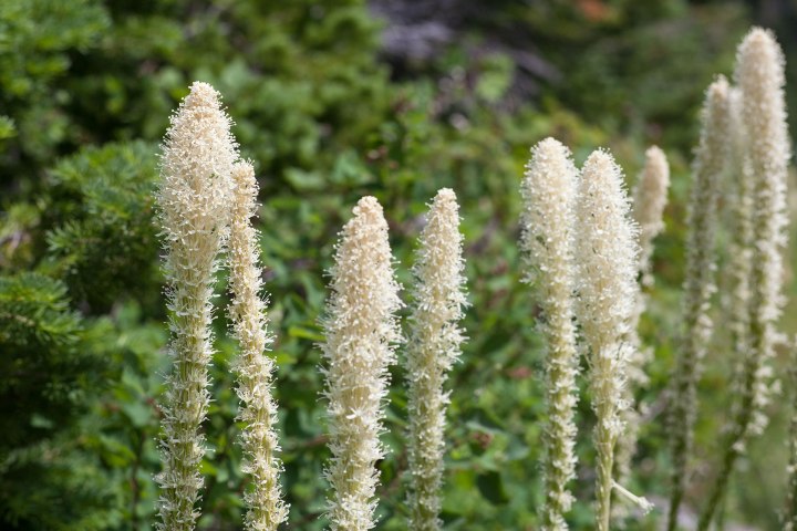 Glacier National Park